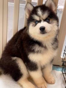 SIBERIAN HUSKY PUPPIES 🌻 Boy~Girl VIP15