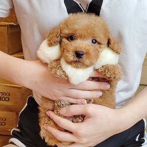 Poodle
