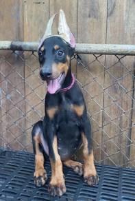 DOBERMAN PUPPIES 🐻 H180 Female  Available