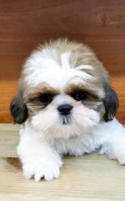 SS100338 Shih Tzu cute little puppies 2 mo