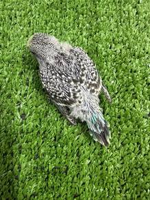 Baby Budgie Jinak