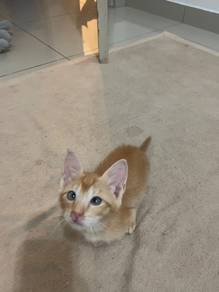 Crossed eyes oyen