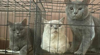 British Shorthair