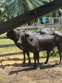 lembu jantan