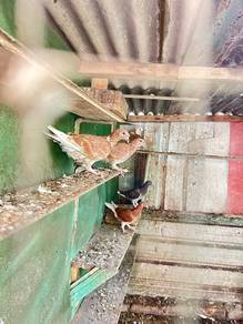 Burung merpati