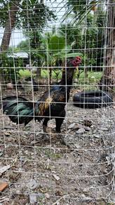 Ayam siam
