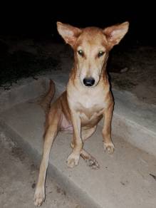 Dog for adoption