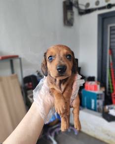 Dachshund wild Boar color