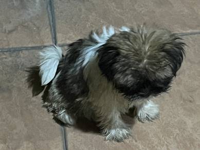 Shih Tzu