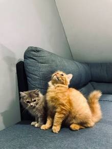 Kucing untuk Rehome