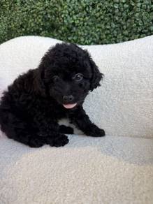 K780 Bright-eyed Grey Poodle Cute Baby Face Teddy
