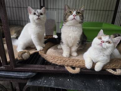Munchkin Kitten Male Female
