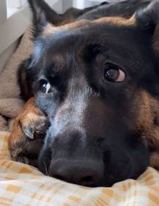 German Shepherd
