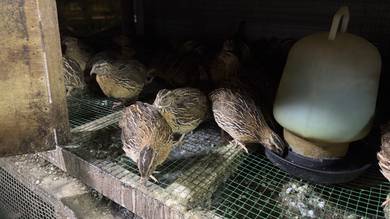 Burung puyuh