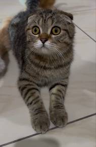 Scottish fold bsh
