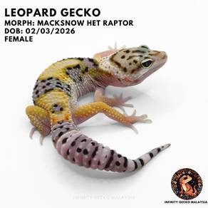 Leopard Gecko Malaysia Macksnow het Raptor Johor