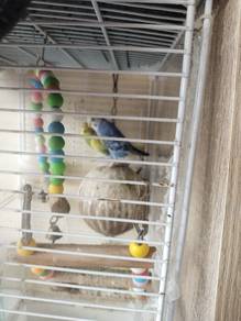 lovebird