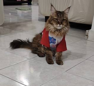 Maincoon