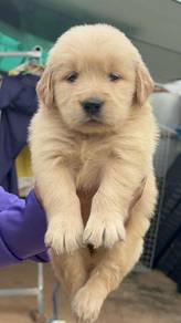 Golden retriever puppies