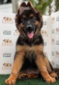 German Shepherd