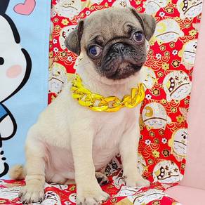 Pug