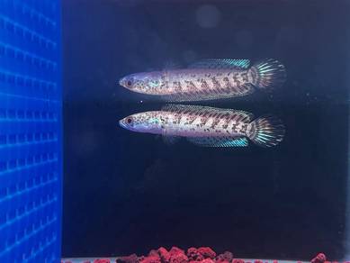 Ikan Channa Fish Auranti Cobra - 4 inch (AC-A3)