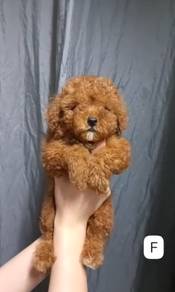 Pure Breed Toy Poodle Puppies (2F) OFFER 纯种泰迪 玩具贵宾