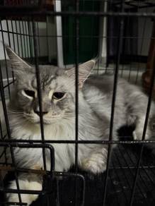 Maine coon