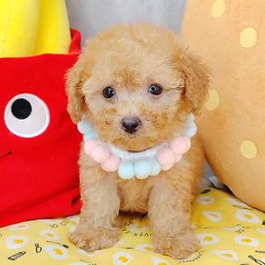 Poodle