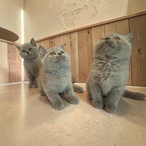 British Shorthair Kitten