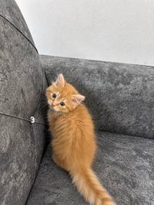 KITTEN 2 MONTHS FOR SALe