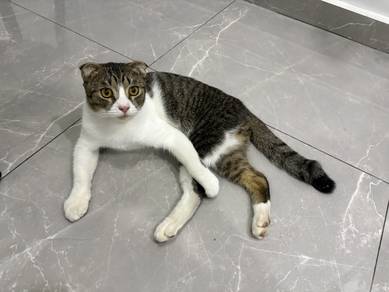 kucing scottish fold - jantan
