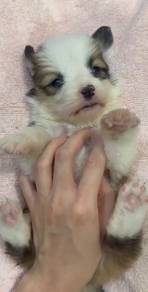 Corgi long haired high quality