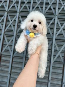 bichonpoo