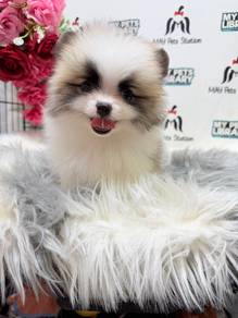 pomeranian