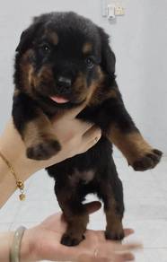 Pure Rottweiler Puppies