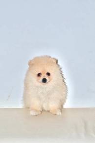 H50 Little Pomeranian Dog