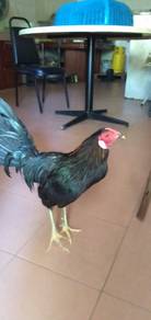 ayam 