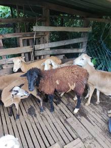 biri biri/kambing jantan