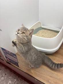 Munchkin British Short Hair