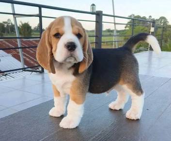 beagle puppy