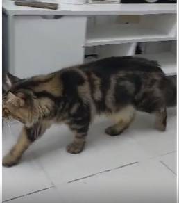 Mainecoon male proven cat kucing