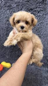马尔泰男 
Maltipoo 
Father maltese
Mother red poodle
M