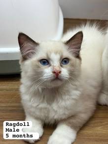 Ragdoll
