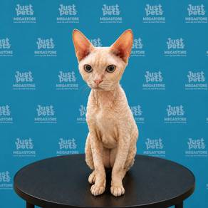 Devon Rex