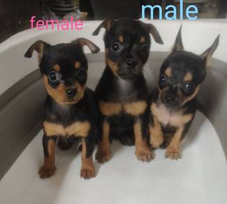miniature pinscher 