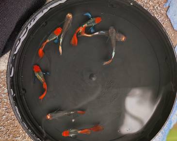 ikan guppy 
