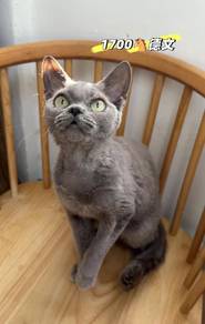 devon female import