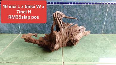Driftwood hiasan tank channa 2ft