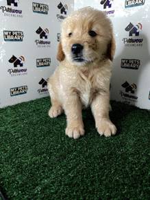 Golden retriever with mka certificate male